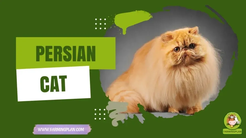 Persian Cats characteristics, agricultural utility and breed care guide