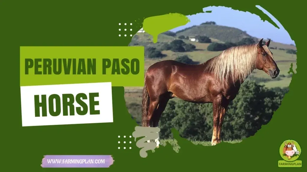 Peruvian Paso Horse characteristics, agricultural utility and breed care guide