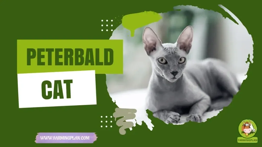 Peterbald Cat characteristics, agricultural utility and breed care guide