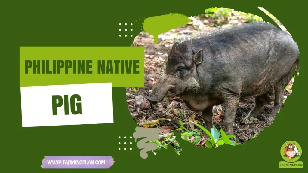 Philippine Native Pig characteristics, agricultural utility and breed care guide