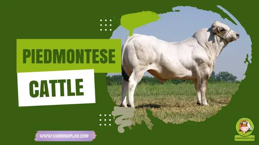 Piedmontese Cattle - Farming & Breed Profile Piedmontese Cattle characteristics, agricultural utility and breed care guide