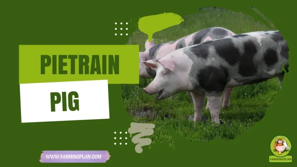 Pietrain Pig characteristics, agricultural utility and breed care guide