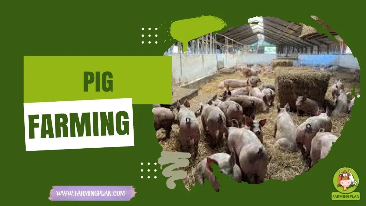 Pig Farming for Beginners - Farming & Breed Profile Pig Farming for Beginners characteristics, agricultural utility and breed care guide