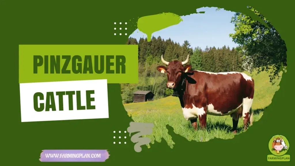 Pinzgauer Cattle - Farming & Breed Profile Pinzgauer Cattle characteristics, agricultural utility and breed care guide