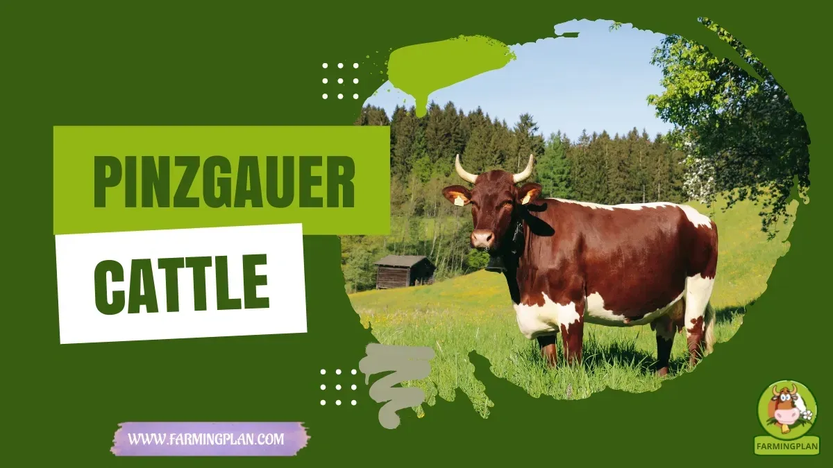 Pinzgauer Cattle - Farming & Breed Profile Pinzgauer Cattle characteristics, agricultural utility and breed care guide