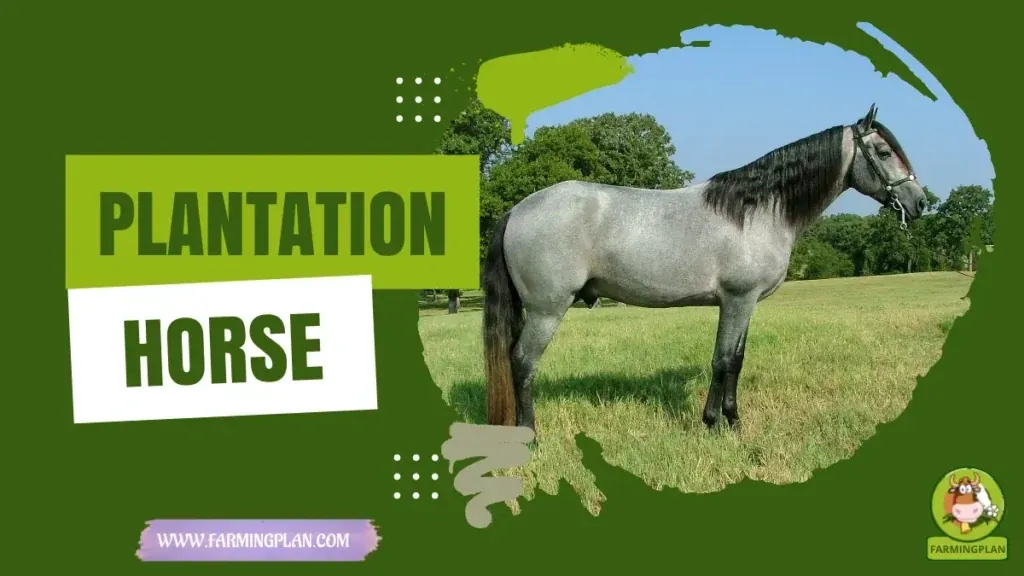 Plantation Horse characteristics, agricultural utility and breed care guide