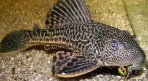 Plecostomus Fish