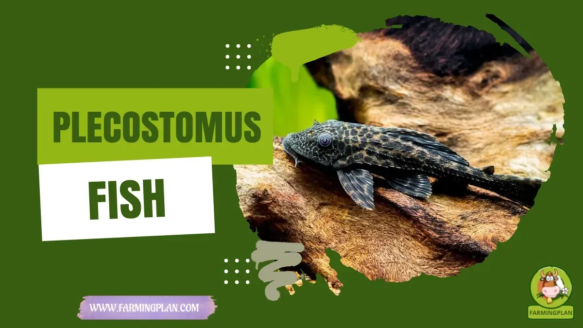 Plecostomus Fish characteristics, agricultural utility and breed care guide