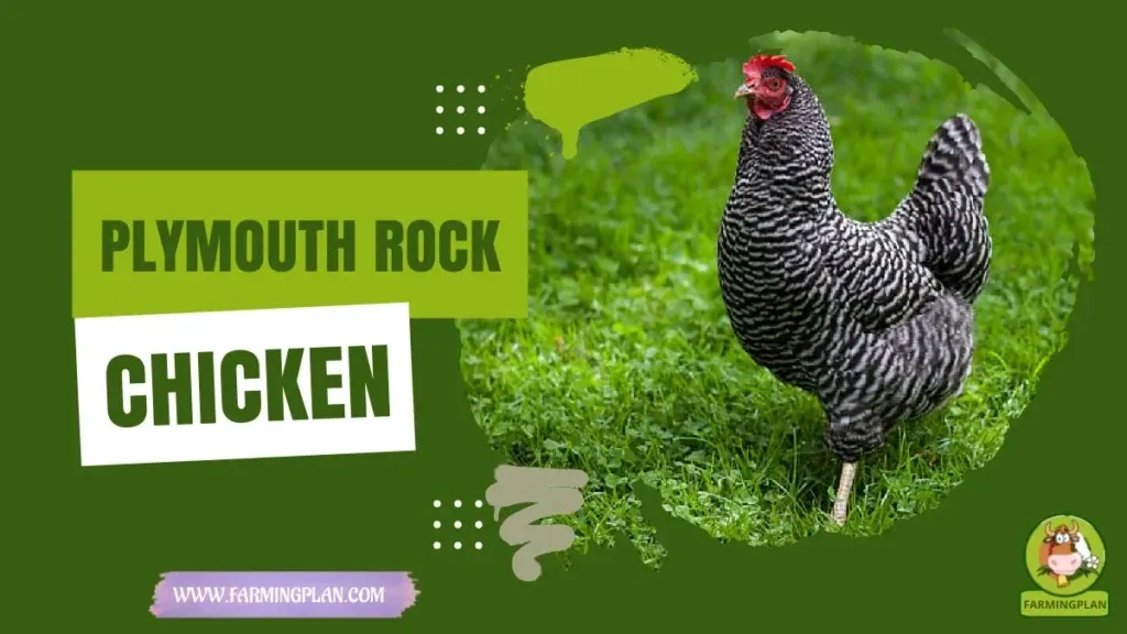 Plymouth Rock Chicken - Farming & Breed Profile Plymouth Rock Chicken characteristics, agricultural utility and breed care guide