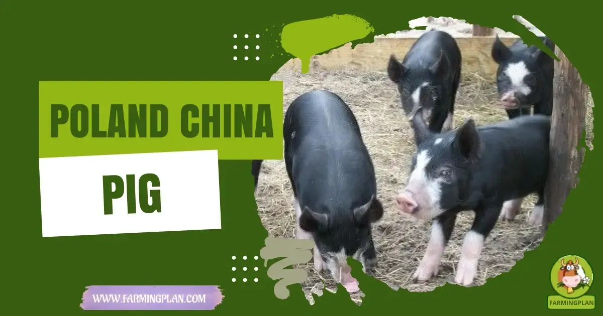 Poland China Pig characteristics, agricultural utility and breed care guide
