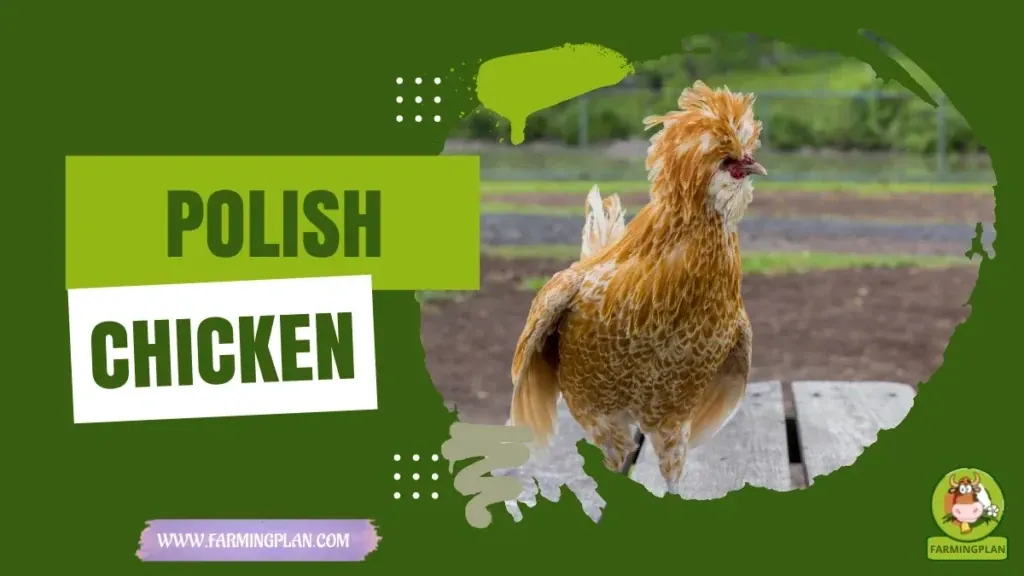 Polish Chicken characteristics, agricultural utility and breed care guide