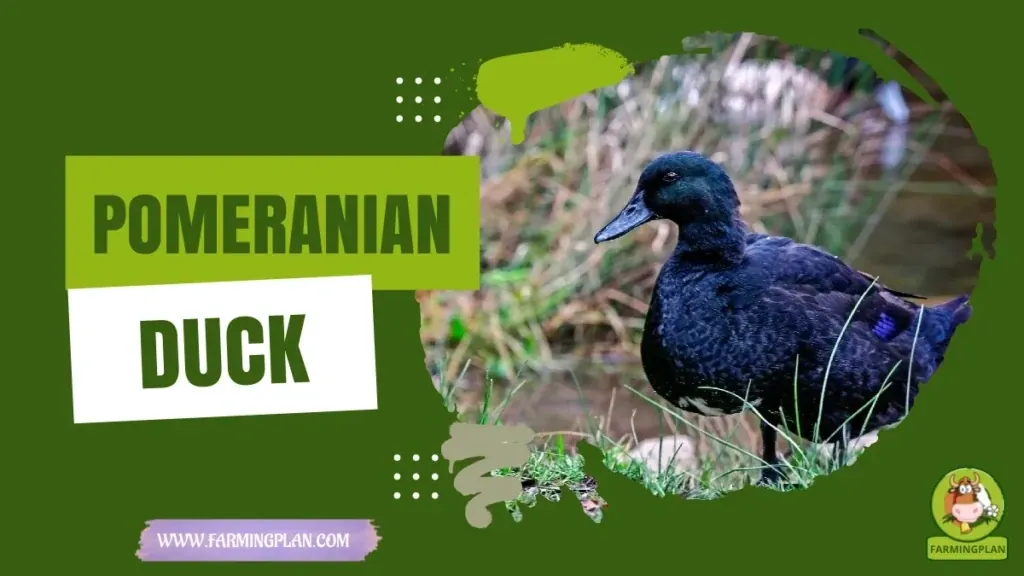Pomeranian Duck characteristics, agricultural utility and breed care guide