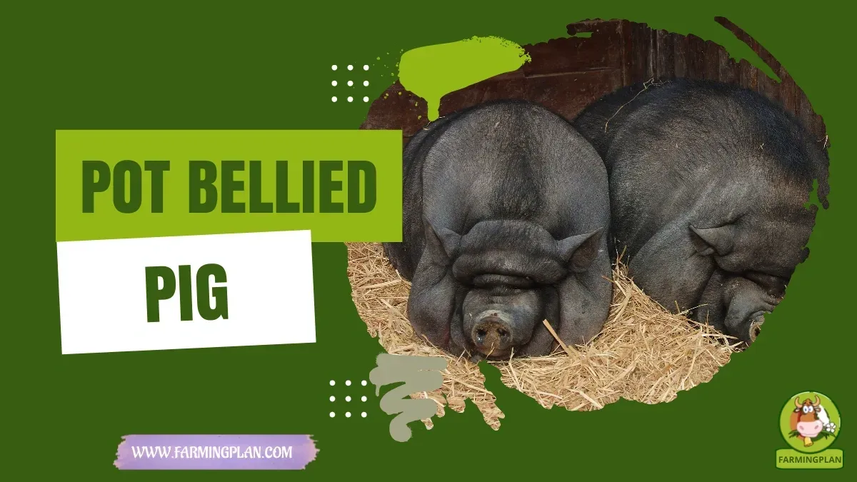 Pot-bellied Pig characteristics, agricultural utility and breed care guide