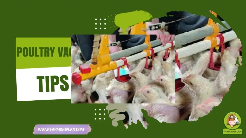 Poultry Vaccination Tips characteristics, agricultural utility and breed care guide