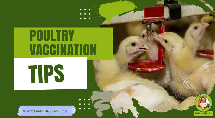 Poultry Vaccination Tips