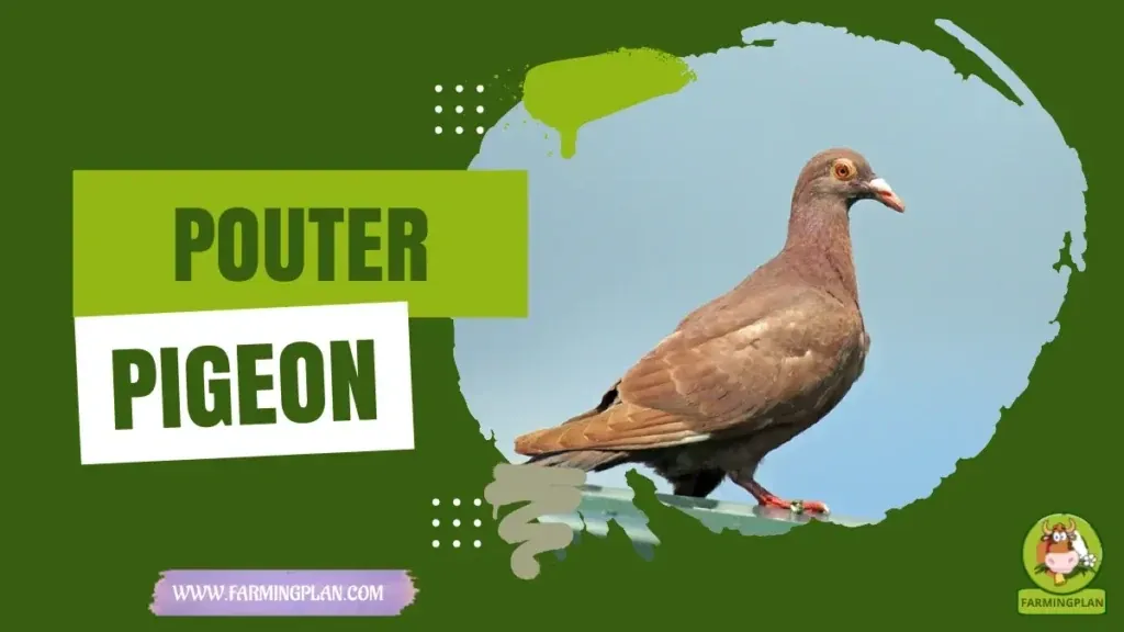 Pouter Pigeon characteristics, agricultural utility and breed care guide