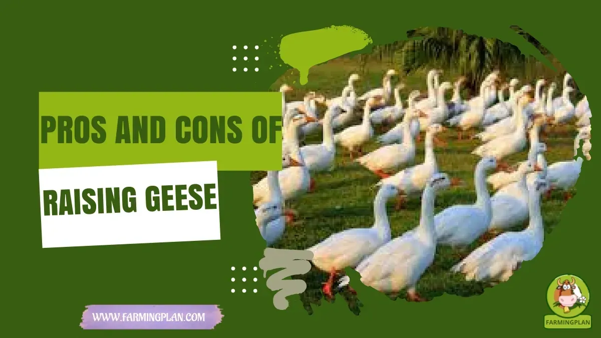 pros and cons of raising geese