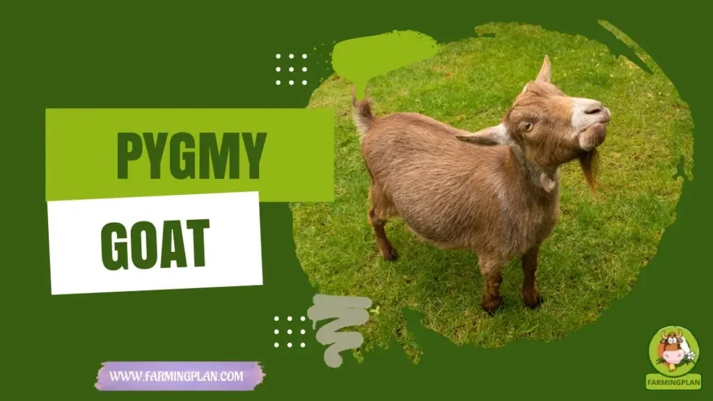 Pygmy Goat characteristics, agricultural utility and breed care guide