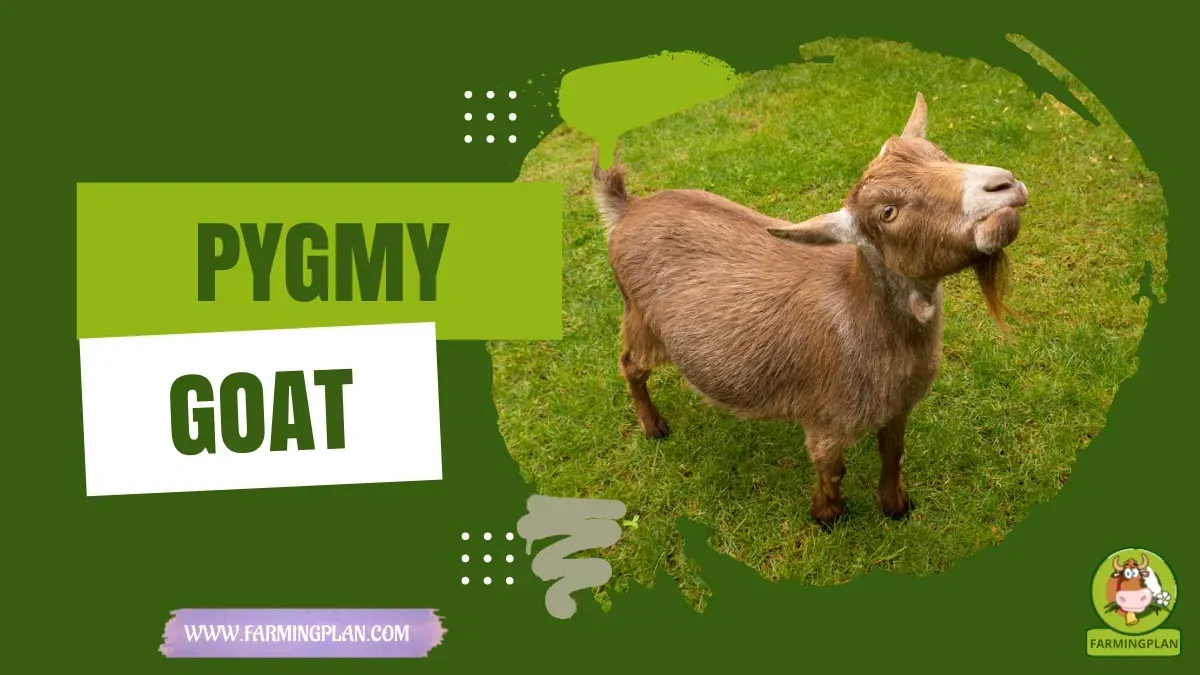 Pygmy Goat characteristics, agricultural utility and breed care guide