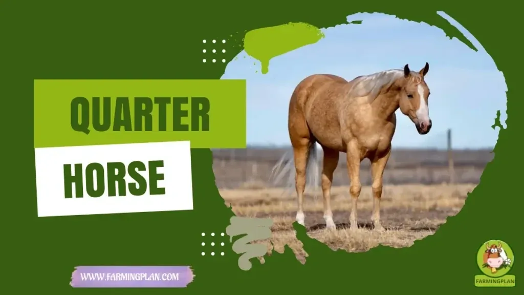 Quarter Horse characteristics, agricultural utility and breed care guide