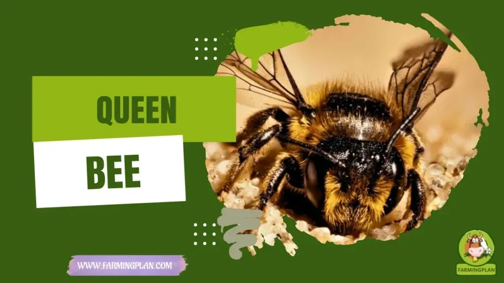 Queen Bee - Farming & Breed Profile Queen Bee characteristics, agricultural utility and breed care guide