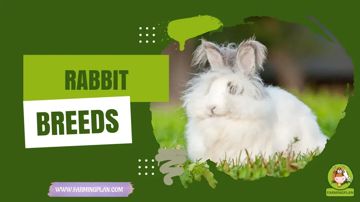 Top Rabbit Breeds characteristics, agricultural utility and breed care guide