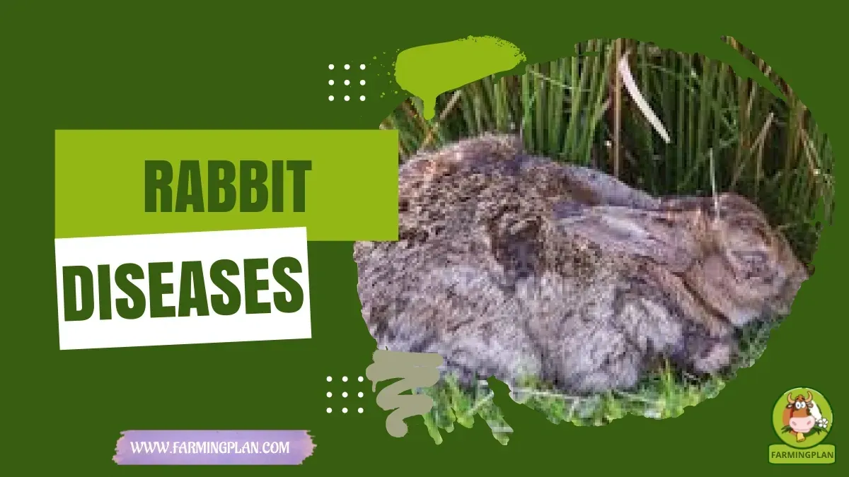 Common Rabbit Diseases - Farming & Breed Profile Common Rabbit Diseases characteristics, agricultural utility and breed care guide
