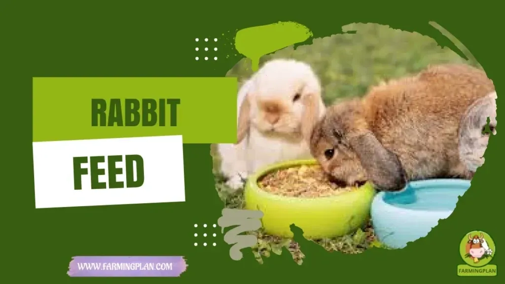 Rabbit Feeding Guide characteristics, agricultural utility and breed care guide