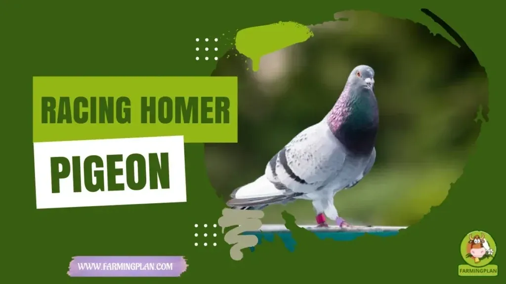 Racing Homer Pigeon - Farming & Breed Profile Racing Homer Pigeon characteristics, agricultural utility and breed care guide