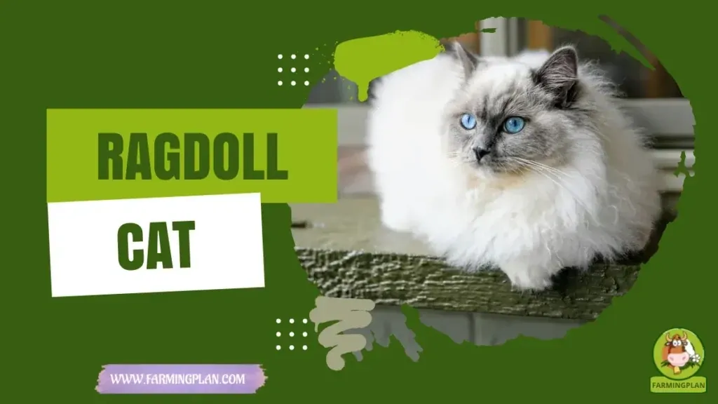 Ragdoll Cat - Farming & Breed Profile Ragdoll Cat characteristics, agricultural utility and breed care guide