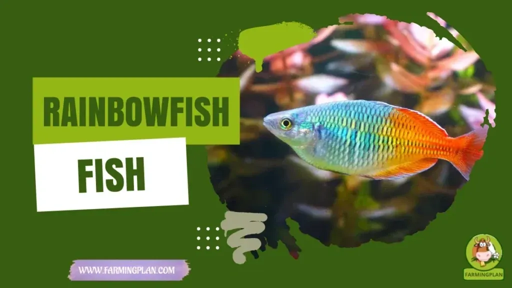 Rainbowfish characteristics, agricultural utility and breed care guide