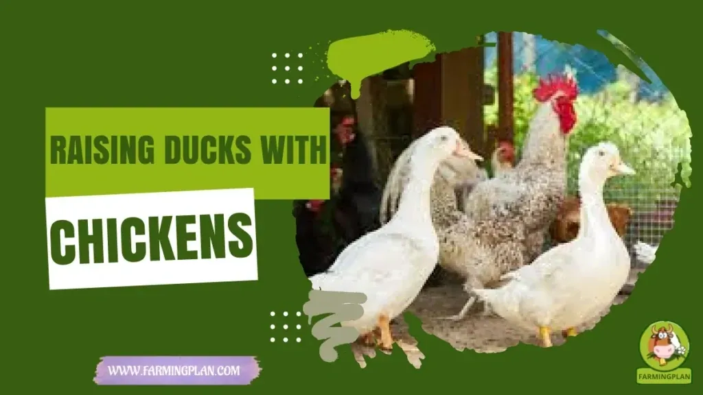 Raising Ducks with Chickens - Farming & Breed Profile Raising Ducks with Chickens characteristics, agricultural utility and breed care guide