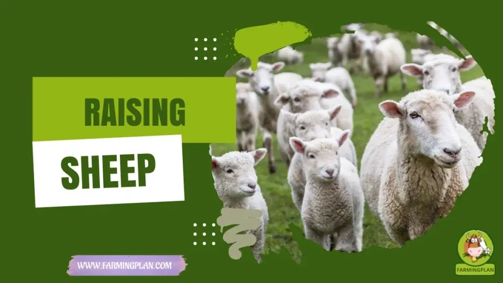 Raising Sheep characteristics, agricultural utility and breed care guide