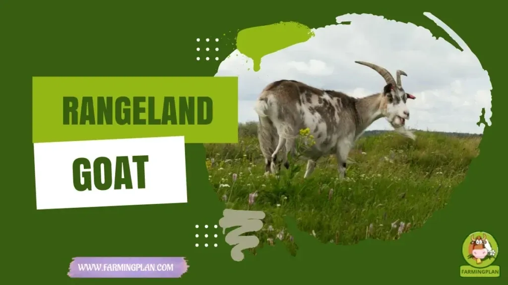 Rangeland Goat characteristics, agricultural utility and breed care guide