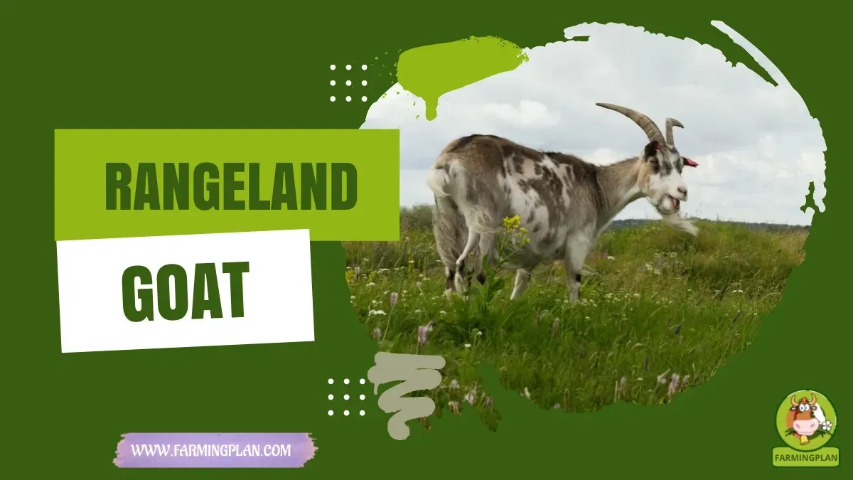 Rangeland Goat - Farming & Breed Profile Rangeland Goat characteristics, agricultural utility and breed care guide