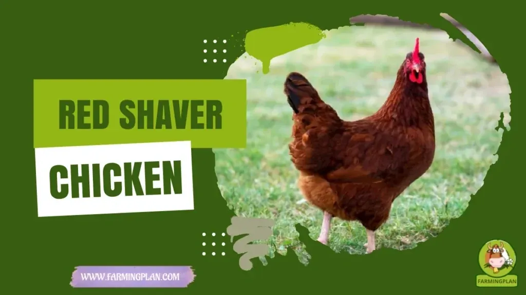 Red Shaver Chicken characteristics, agricultural utility and breed care guide