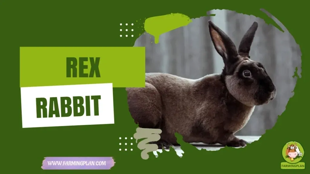 Rex Rabbit characteristics, agricultural utility and breed care guide