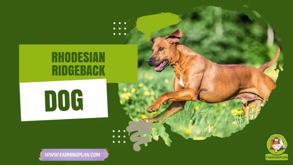Rhodesian Ridgeback - Farming & Breed Profile Rhodesian Ridgeback characteristics, agricultural utility and breed care guide