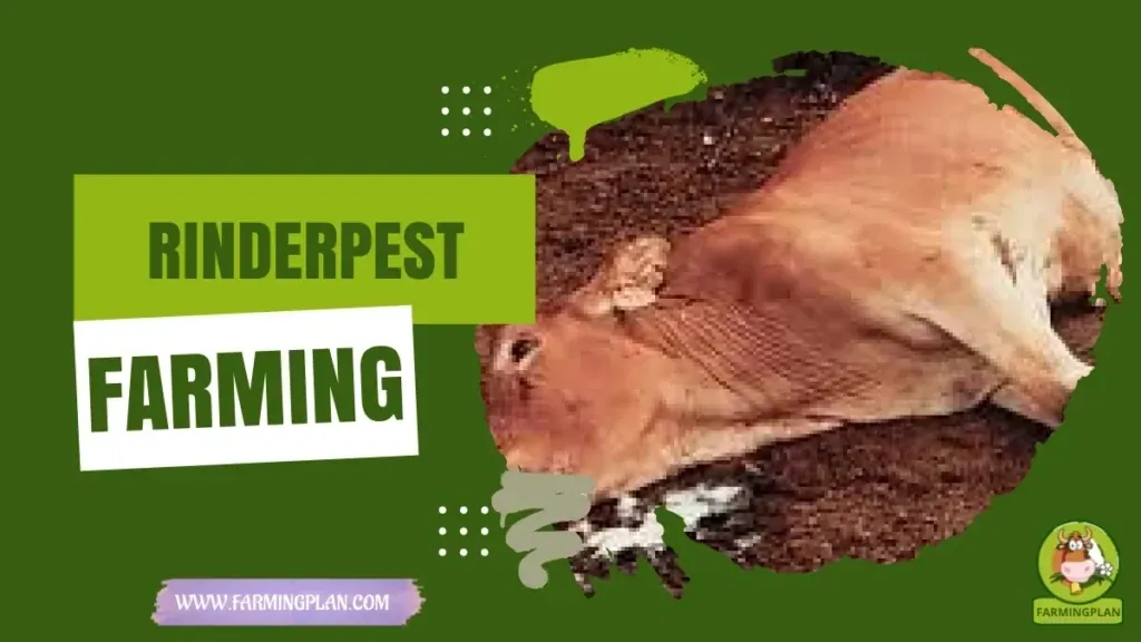 Rinderpest Disease - Farming & Breed Profile Rinderpest Disease characteristics, agricultural utility and breed care guide