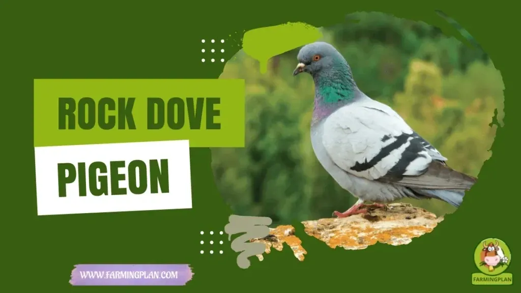 Rock Dove Pigeon - Farming & Breed Profile Rock Dove Pigeon characteristics, agricultural utility and breed care guide