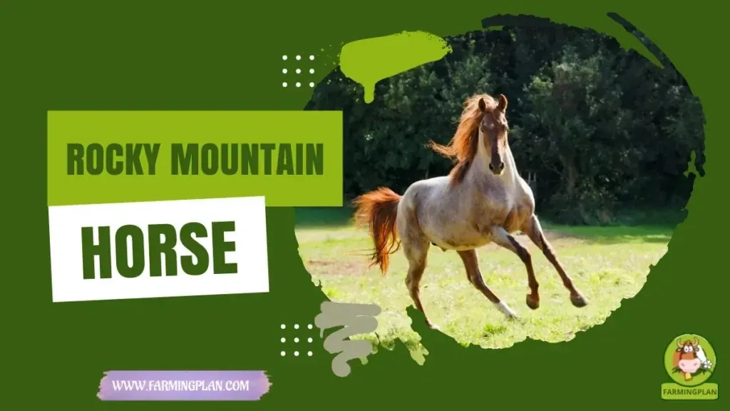 Rocky Mountain Horse characteristics, agricultural utility and breed care guide
