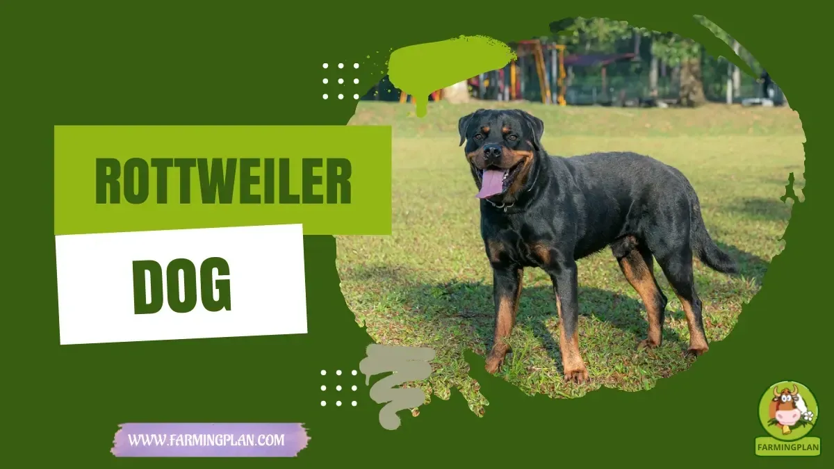 Rottweiler Dog Care - Farming & Breed Profile Rottweiler Dog Care characteristics, agricultural utility and breed care guide