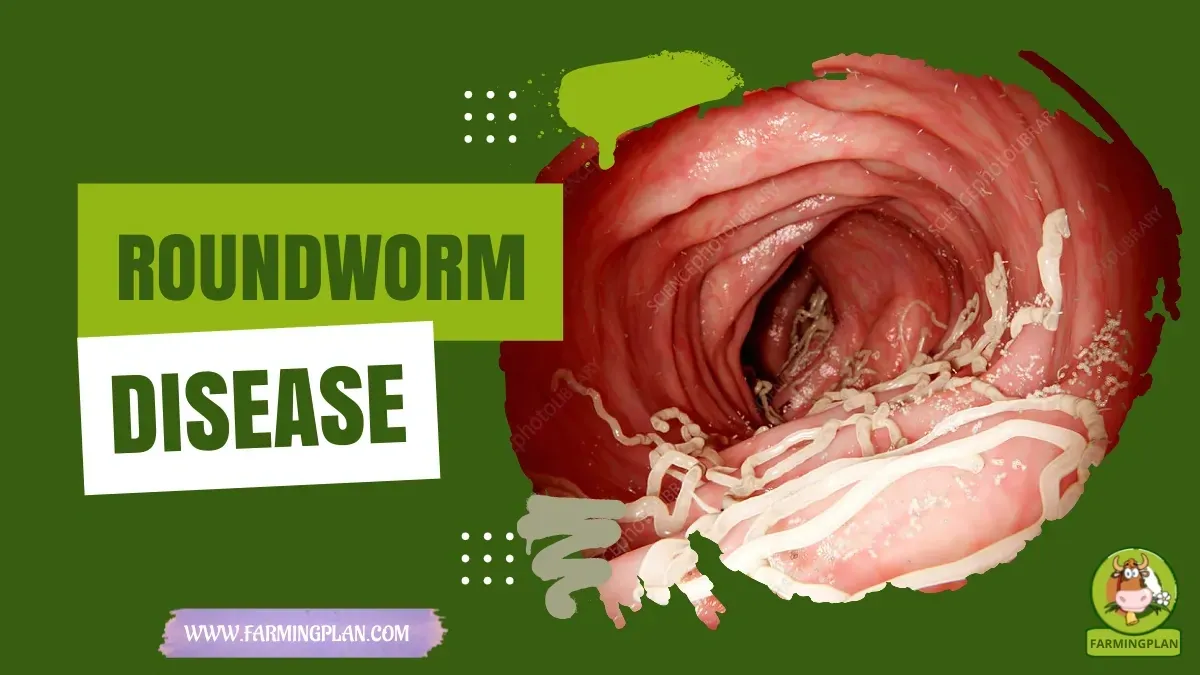 Roundworm characteristics, agricultural utility and breed care guide