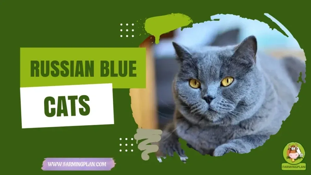 Russian Blue Cats characteristics, agricultural utility and breed care guide