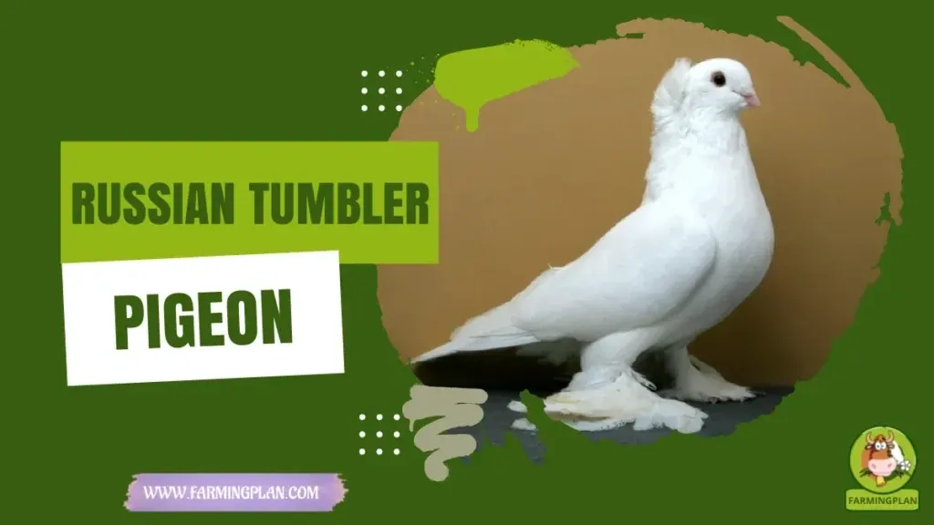 Russian Tumbler Pigeon characteristics, agricultural utility and breed care guide