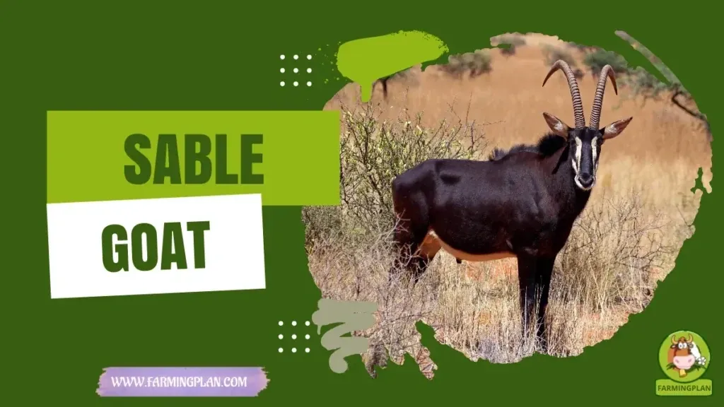 Sable Goat - Farming & Breed Profile Sable Goat characteristics, agricultural utility and breed care guide