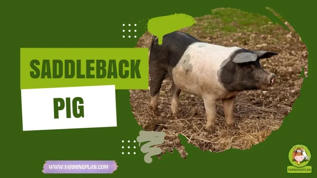 British Saddleback Pig characteristics, agricultural utility and breed care guide