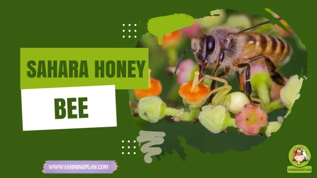 Sahara Honey Bee - Farming & Breed Profile Sahara Honey Bee characteristics, agricultural utility and breed care guide