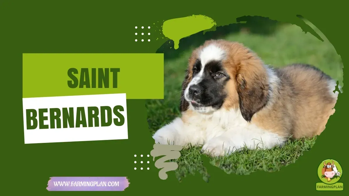 Saint Bernards characteristics, agricultural utility and breed care guide