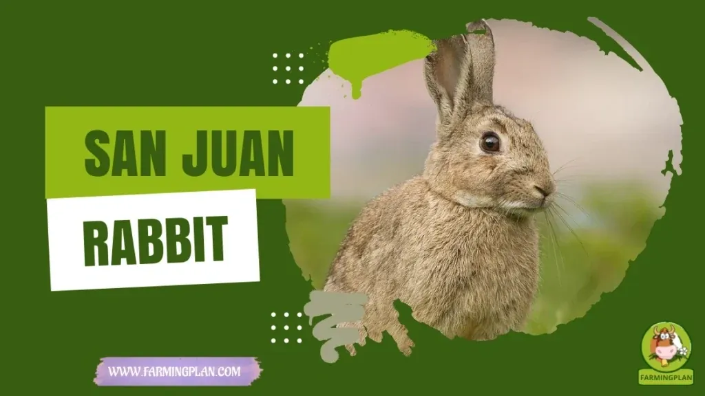 San Juan Rabbit characteristics, agricultural utility and breed care guide